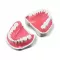 GF Dental E02N Модель верхней и нижней челюсти для практики - Модели для практики (муляжи, тренажеры) (фото 2)