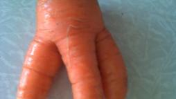 Морковный зуб