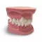 GF Dental ORB05 Ортодонтическая модель с брекетами и твердой десной, 3 класс - Модели для практики (муляжи, тренажеры) (фото 3)