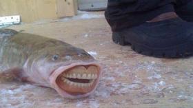 Рыбка после посещения ортопеда
