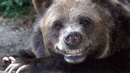 Медведь после посещения ортодонта