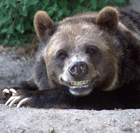 Медведь после посещения ортодонта