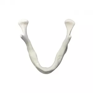 GF Dental E83 Модель кости для практики установки имплантатов - Модели для практики (муляжи, тренажеры) (фото 1)