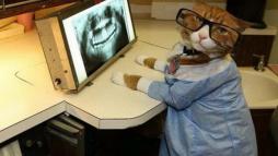 Кот-стоматолог
