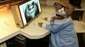 Кот-стоматолог