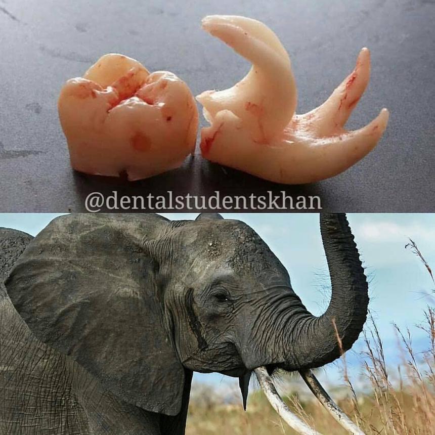 Зубной слоник
