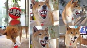 Мячик в дизайне зубов для собаки