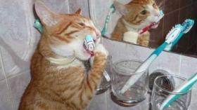 Зубы должны чистить все