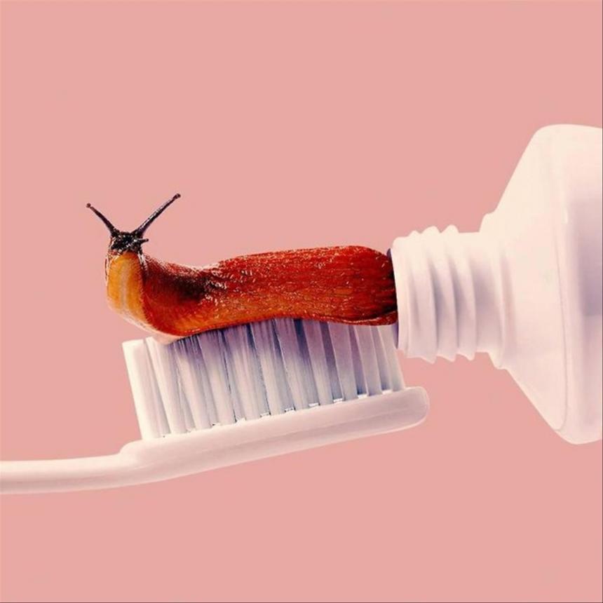 Зубная улитка