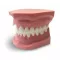 GF Dental ORB05 Ортодонтическая модель с брекетами и твердой десной, 3 класс - Модели для практики (муляжи, тренажеры) (фото 2)