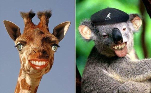 Жираф и коала