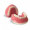 GF Dental E38 Модель верхней и нижней челюсти с объемной десной для практики - Модели для практики (муляжи, тренажеры) (фото 2)