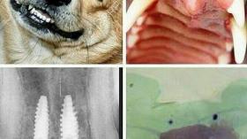 Собака с зубными имплантатами