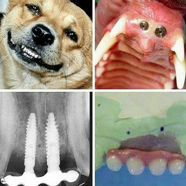 Собака с зубными имплантатами