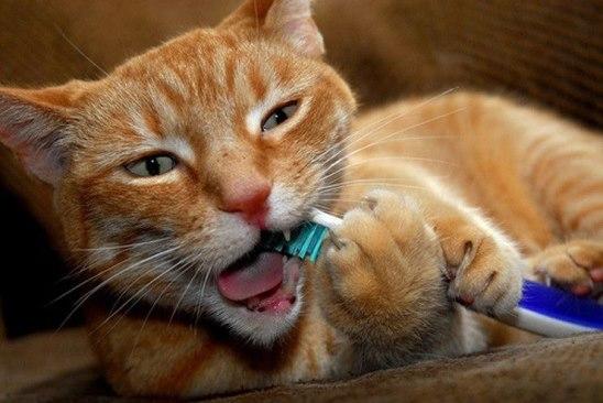 Кот чистит зубы