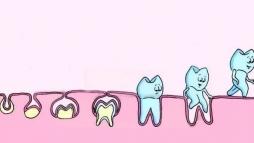 Эволюция зуба