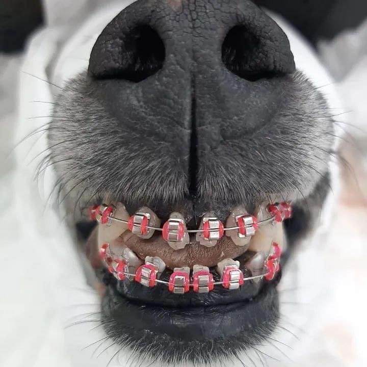 Собака после посещения ортодонта 3