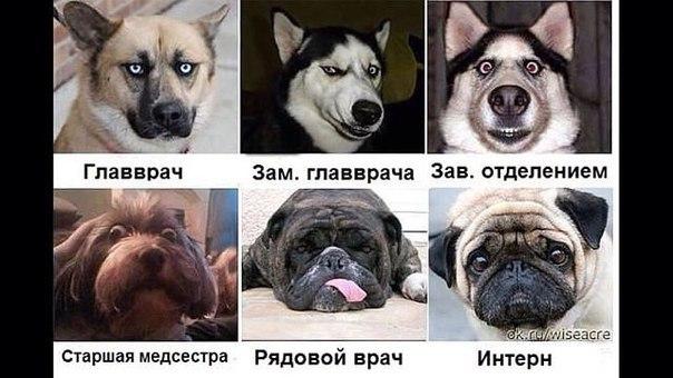 Медицина в лицах собак
