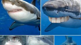Акулы сходили к стоматологу