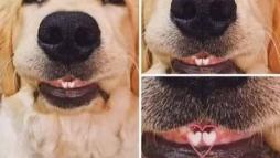 Собачьи зубки