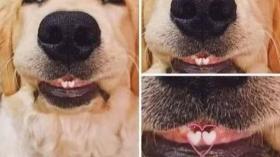 Собачьи зубки