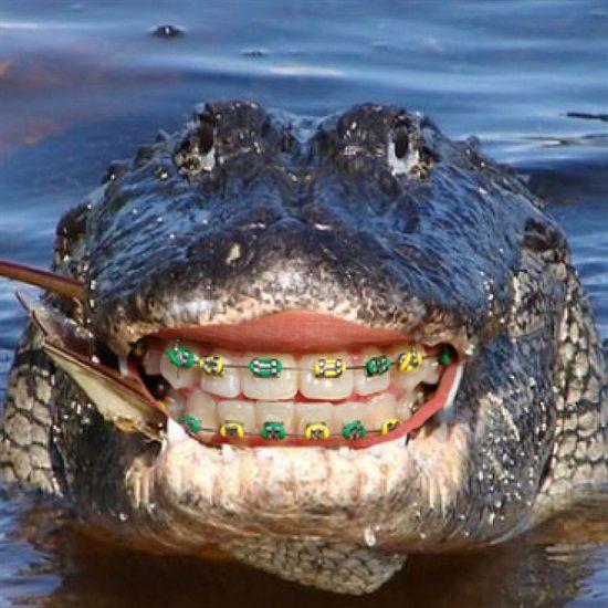 Крокодил с брекетами