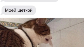 Кот и моя зубная щетка