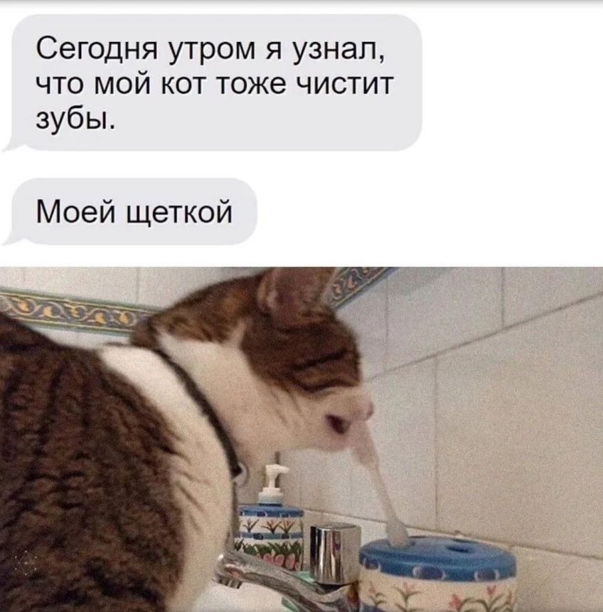 Кот и моя зубная щетка