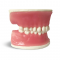 GF Dental E38 Модель верхней и нижней челюсти с объемной десной для практики - Модели для практики (муляжи, тренажеры) (фото 3)