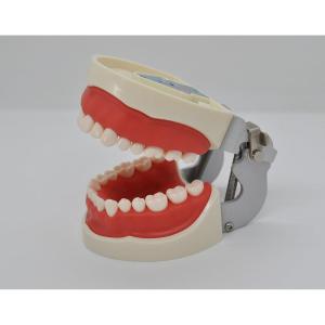 Типодонт Модель челюсти со съемными зубами  - Демонстрационные модели (фото 1)