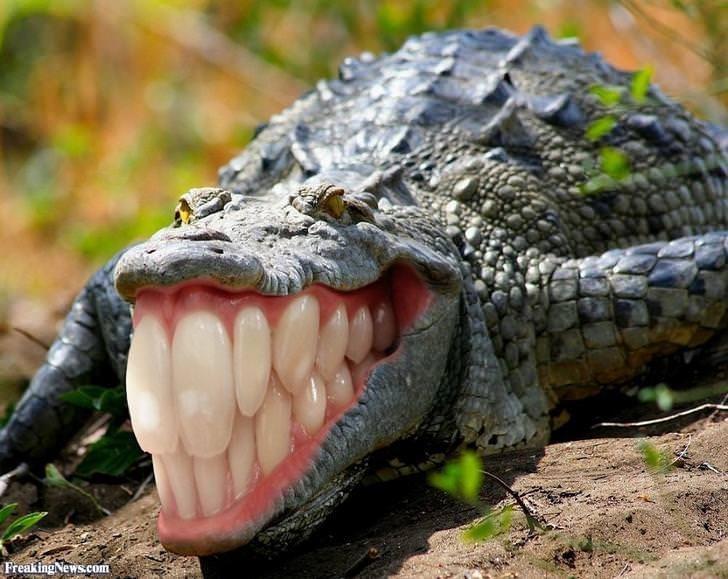 Зубастый крокодил 2
