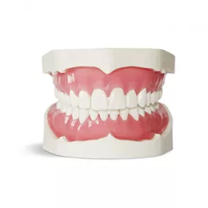 GF Dental E02N Модель верхней и нижней челюсти для практики - Модели для практики (муляжи, тренажеры) (фото 1)