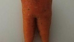 Морковный зуб 3