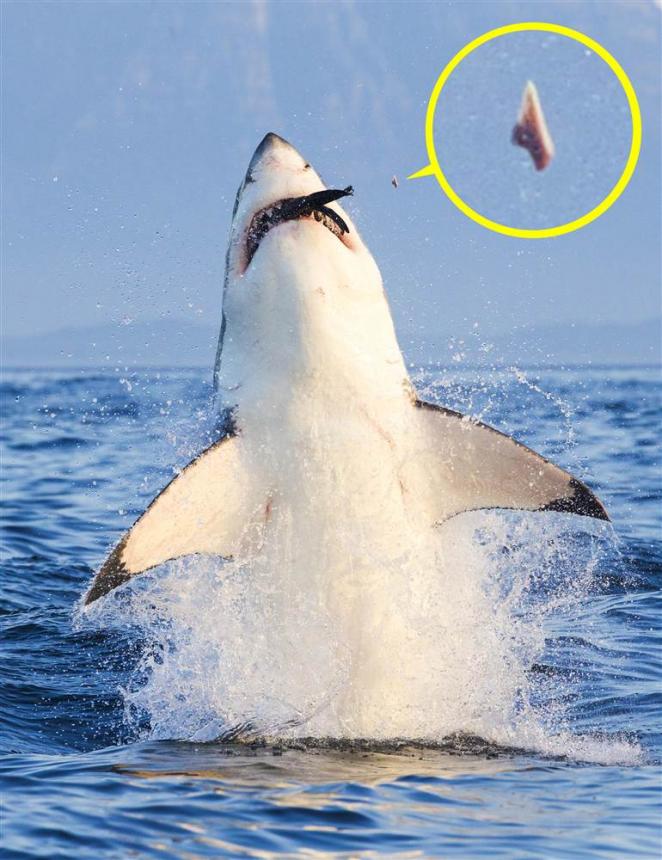 Летающий зуб акулы