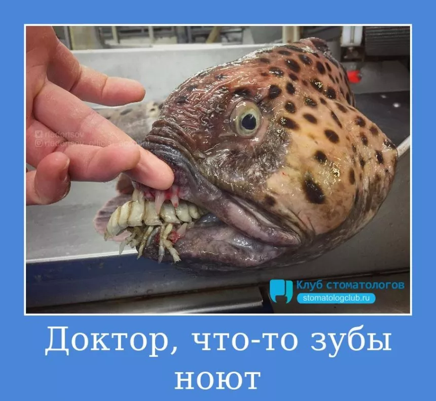 Доктор, что-то зубы ноют