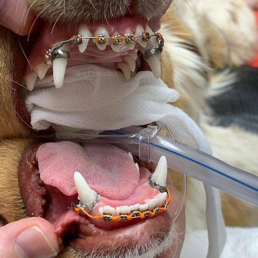 Собака после посещения ортодонта 2
