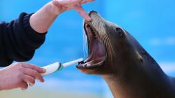 Морской котик на приеме у гигиениста стоматологического