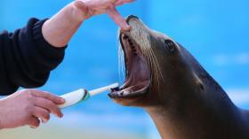 Морской котик на приеме у гигиениста стоматологического