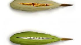 Отбеливание кукурузы
