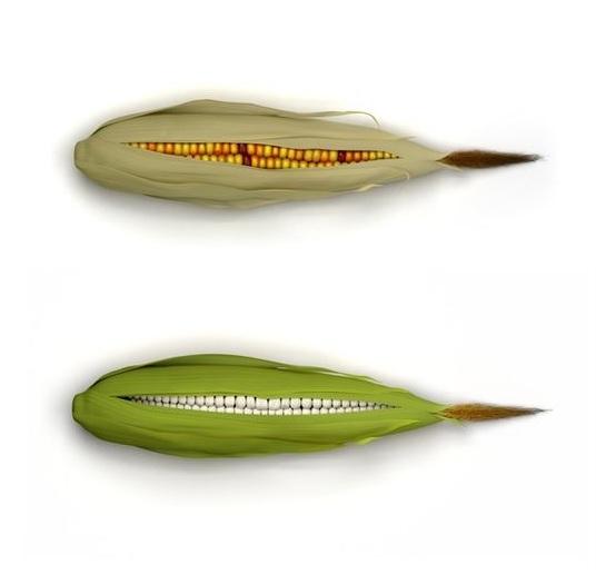Отбеливание кукурузы