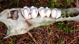Зубные грибы