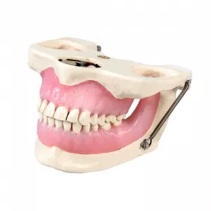 Dentalstore Модель челюсти для практики проведения местной анестезии - Модели для практики (муляжи, тренажеры) (фото 1)