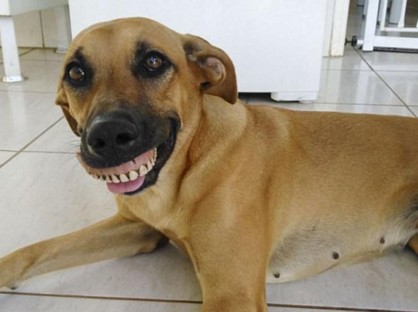 Собака после протезирования