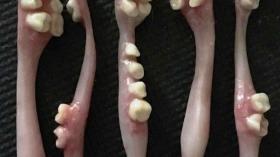 Зубные щетки сразу с зубами