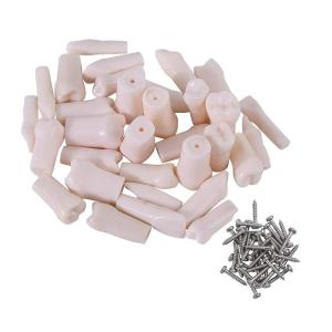 Типодонт Комплект сменных зубов для модели челюсти - Демонстрационные модели (фото 1)