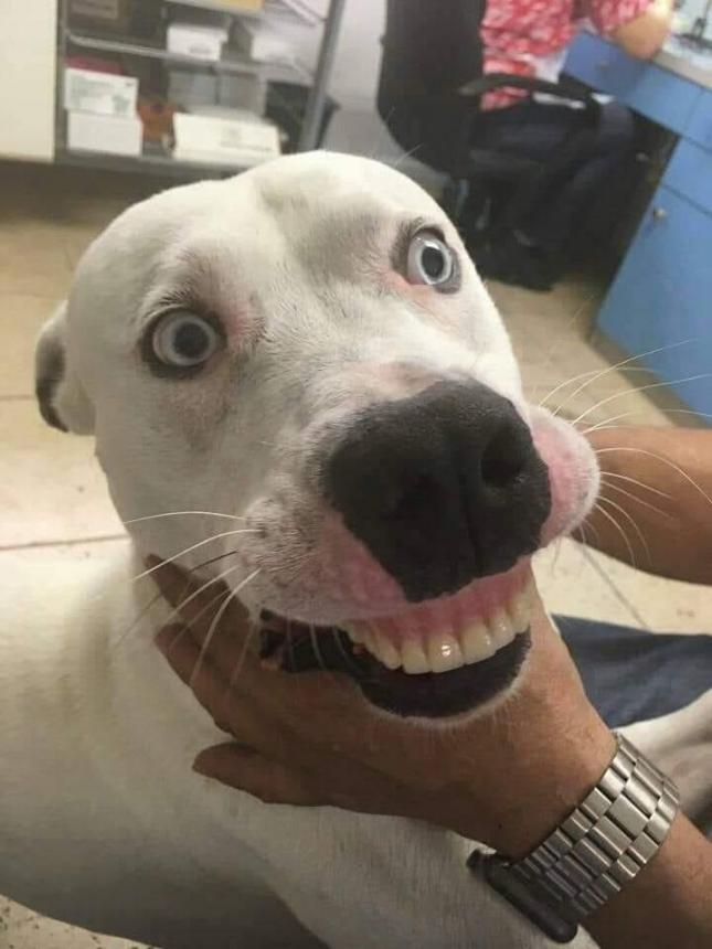 Собака после протезирования 5