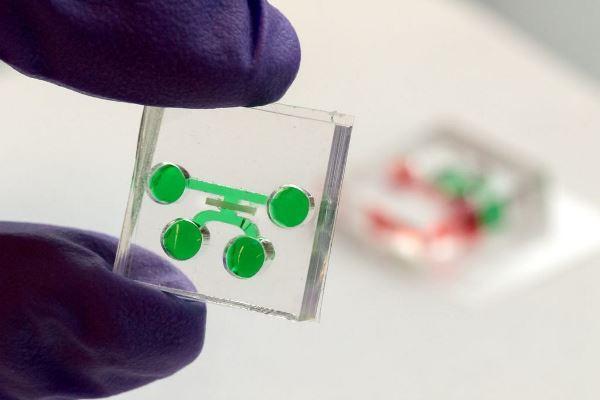 Удалось создать первый искусственный зуб на чипе для лабораторных исследований