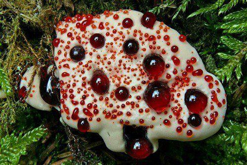 Кровавый зуб - самое ядовитый гриб в мире