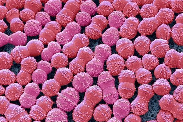 Микробиота полости рта и ее роль в развитии пародонтопатий