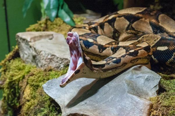 Устройство наподобие зубов питона может помочь в восстановлении плечевого сустава